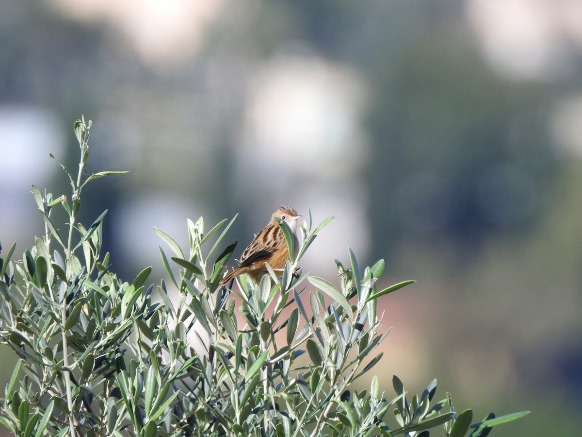 Zitting Cisticola - ML644952942
