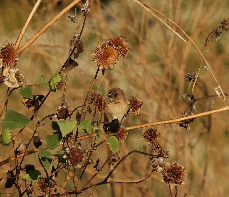 Capucin damier - ML644952957