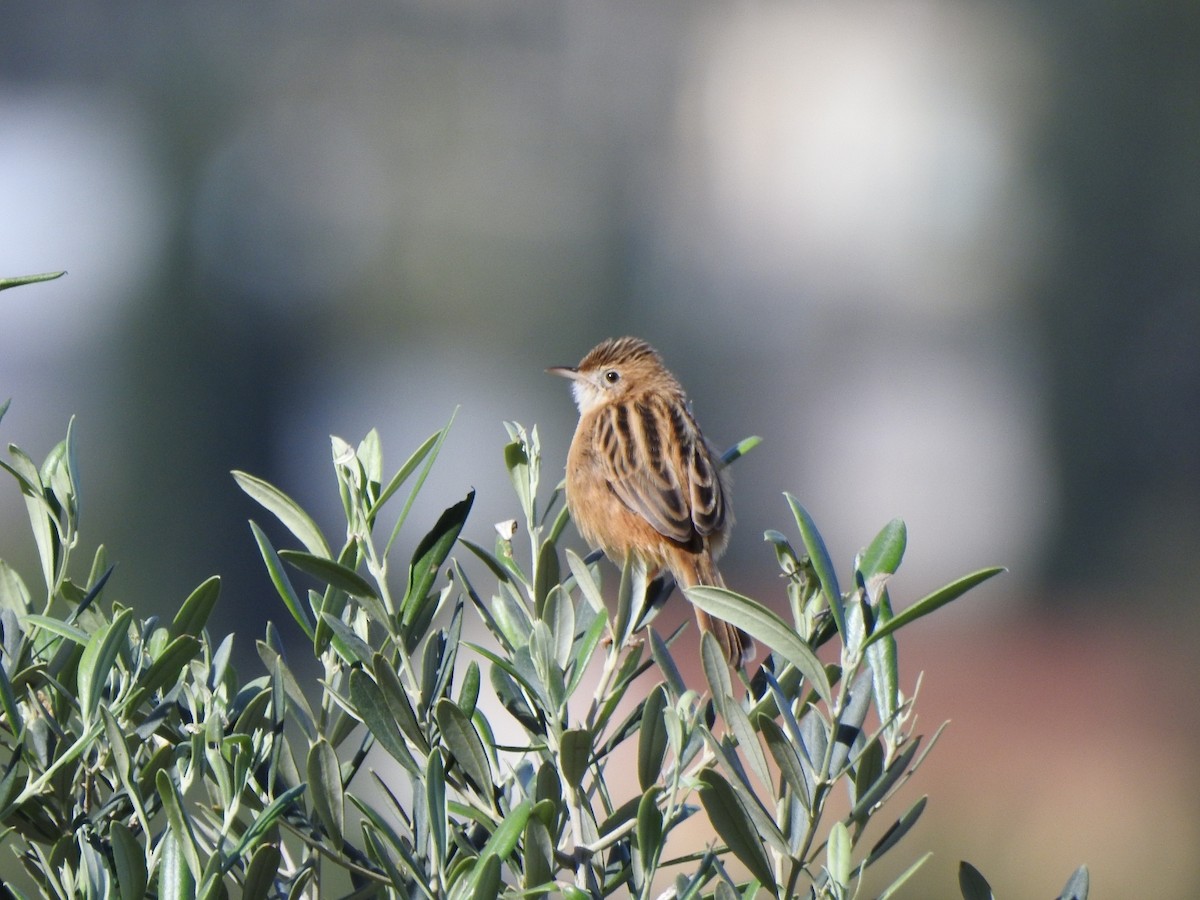 Zitting Cisticola - ML644952959