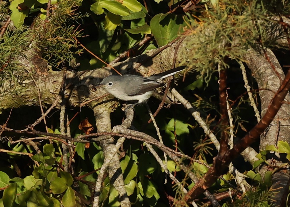 Gobemoucheron gris-bleu - ML644952972
