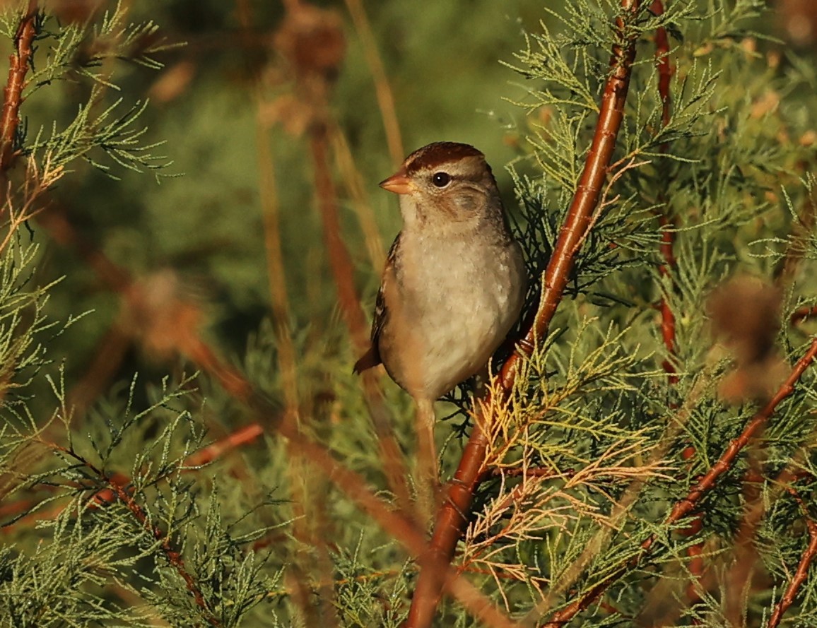 Bruant à couronne blanche - ML644952989