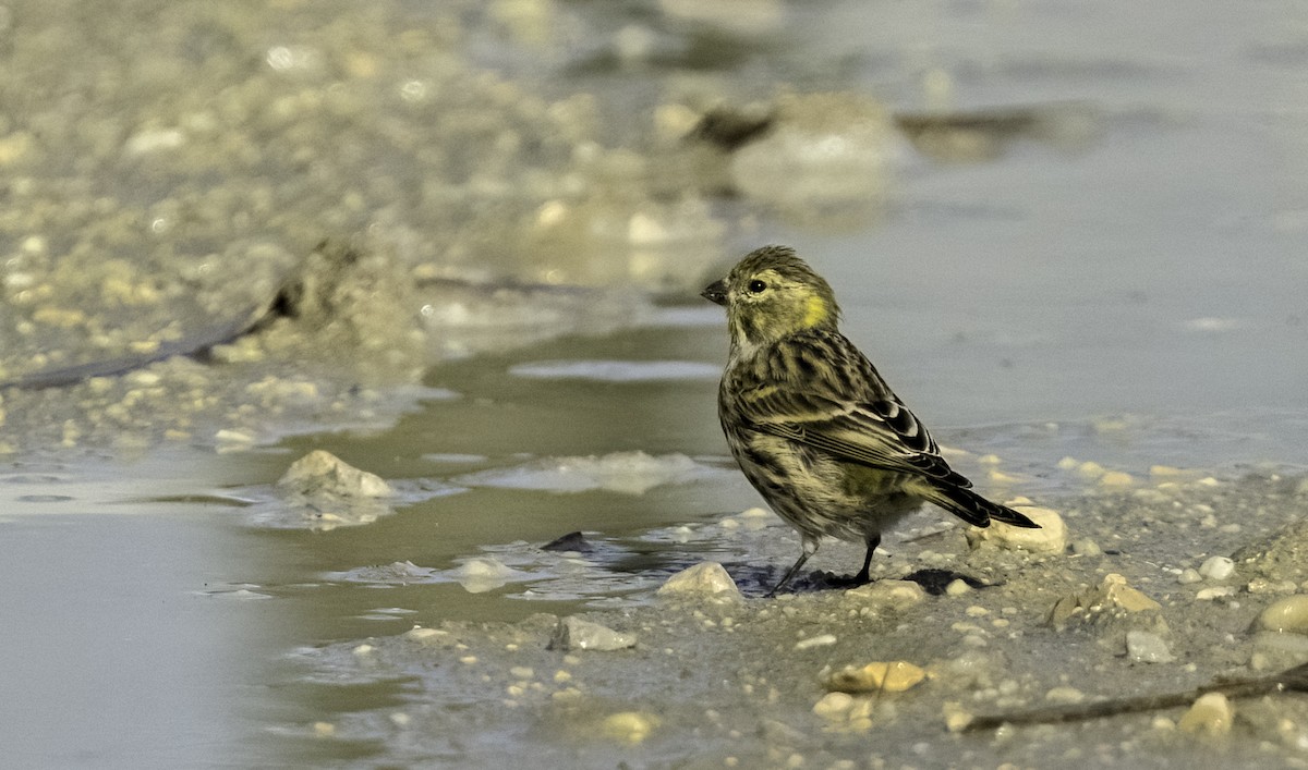 Txirriskila arrunta - ML644953005