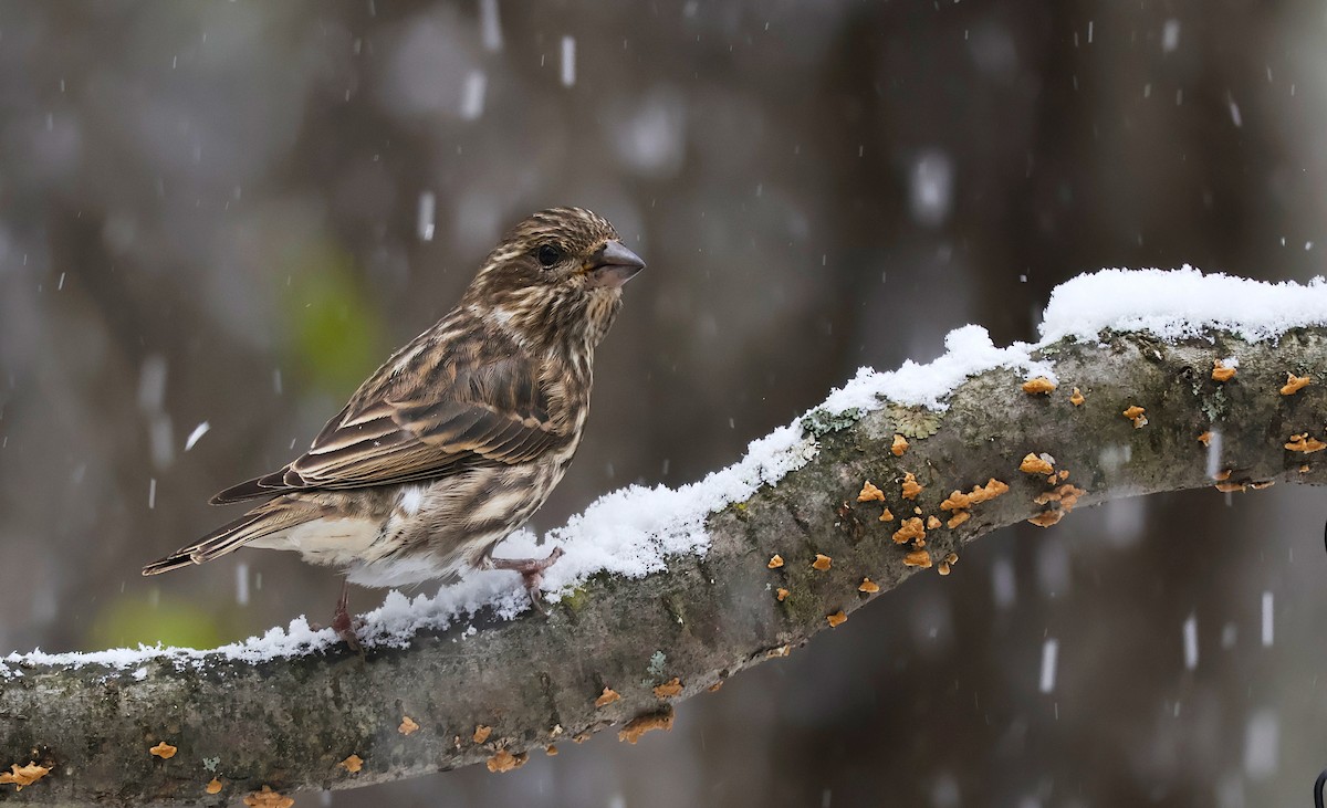 Camachuelo Purpúreo - ML644953015