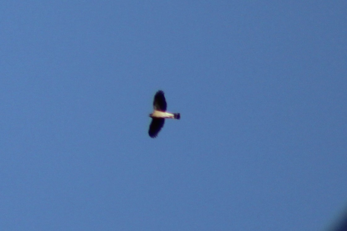 Sharp-shinned Hawk - ML644953017