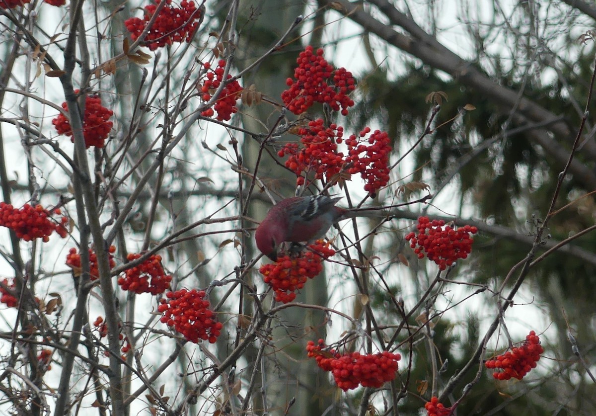 Pinu-gailupa - ML644953029