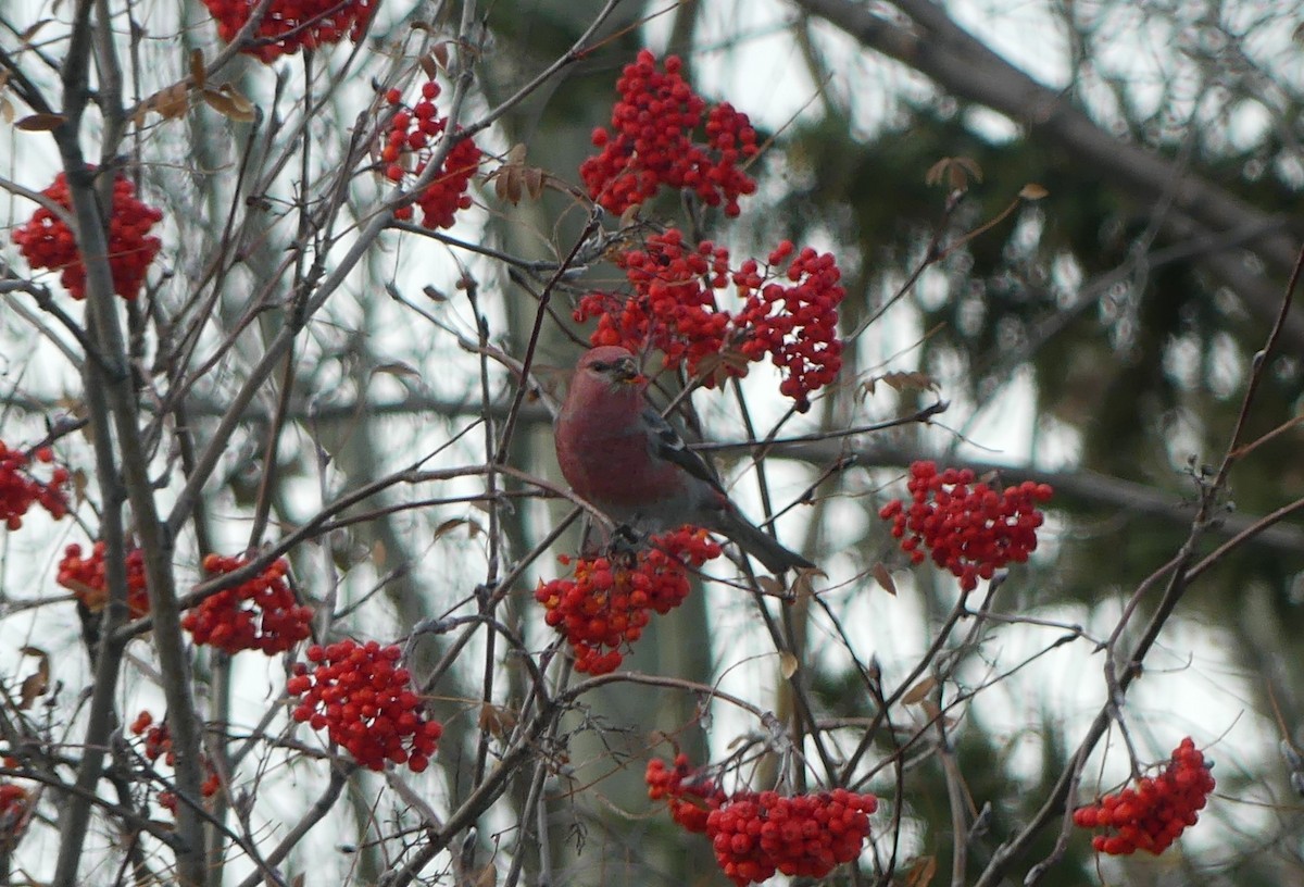 Pinu-gailupa - ML644953030