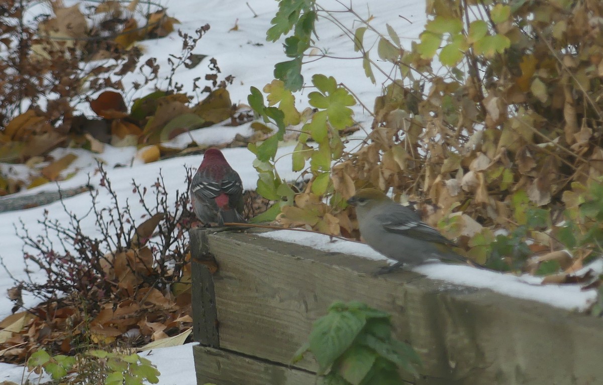 Pinu-gailupa - ML644953031