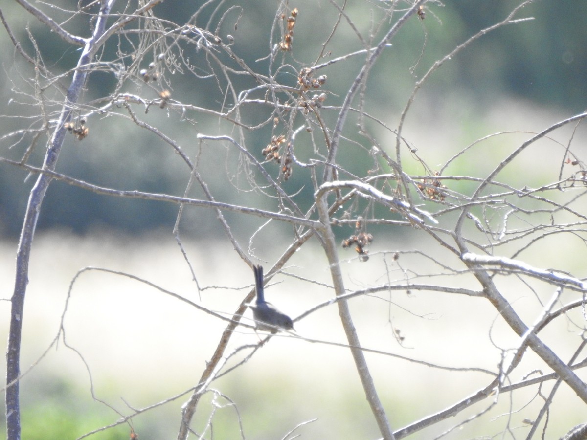 Sardinian Warbler - ML644953048