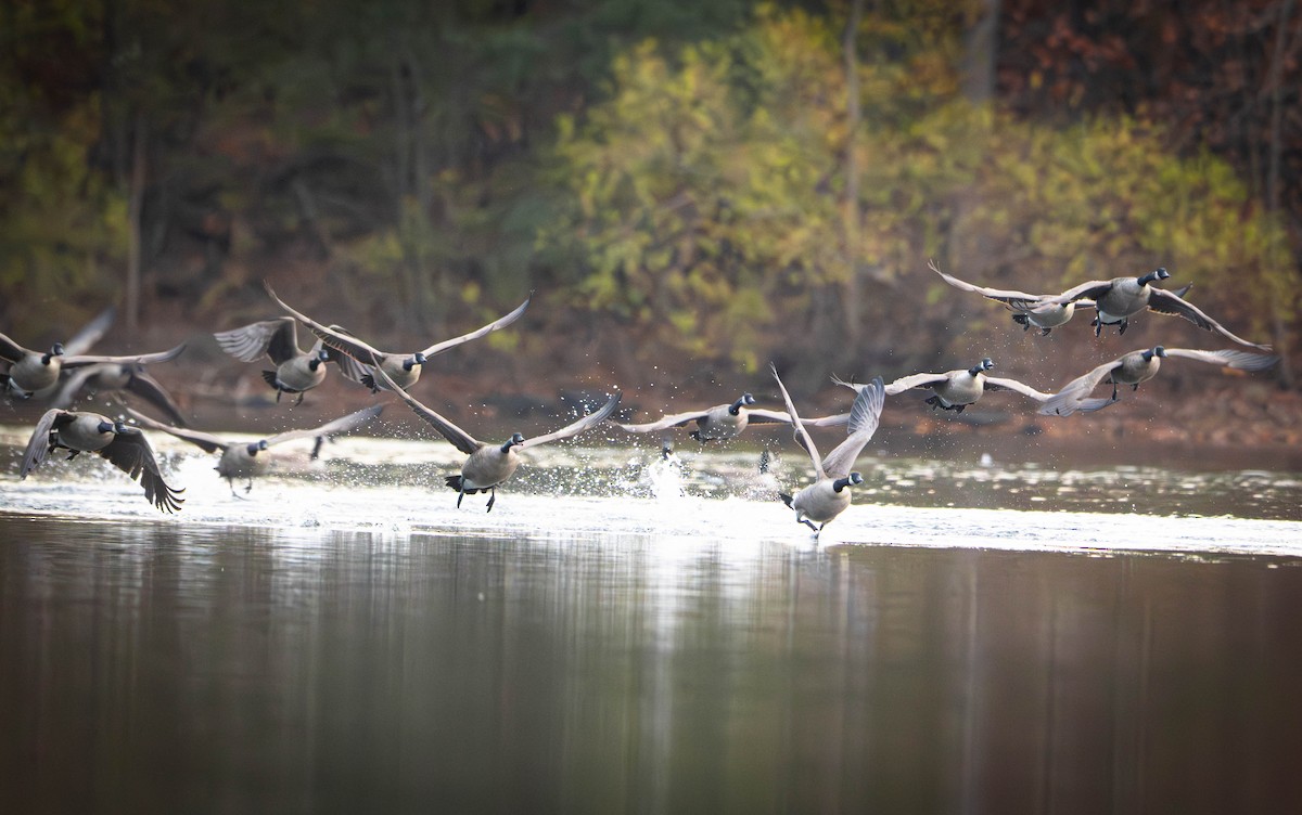 Canada Goose - ML644953052