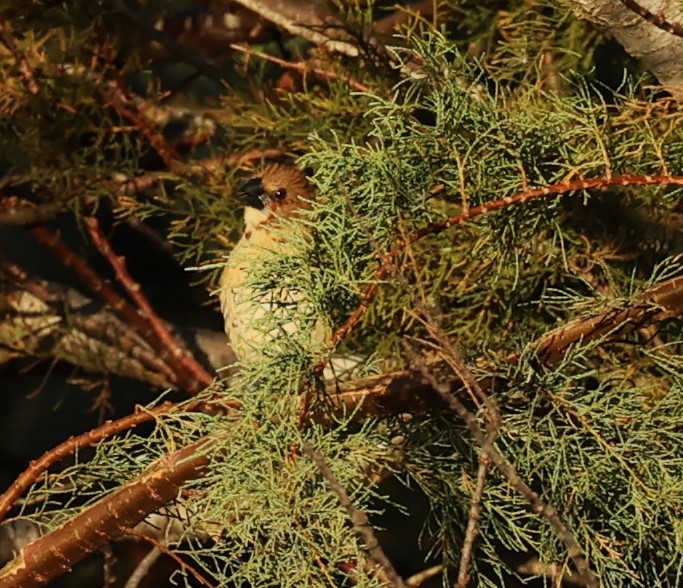 Capucin damier - ML644953056