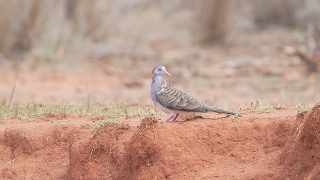 Yazılı Omuzlu Kumru - ML644953061