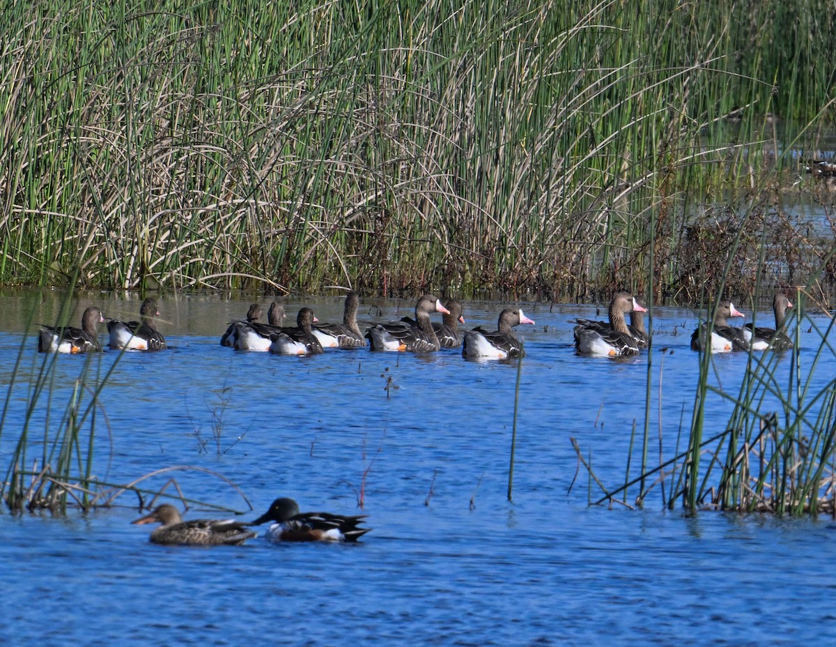 Oca lombardella - ML644953064