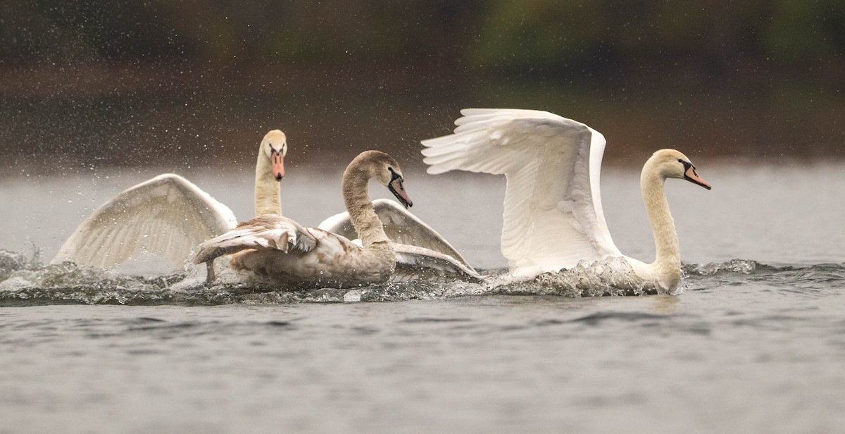 Mute Swan - ML644953071