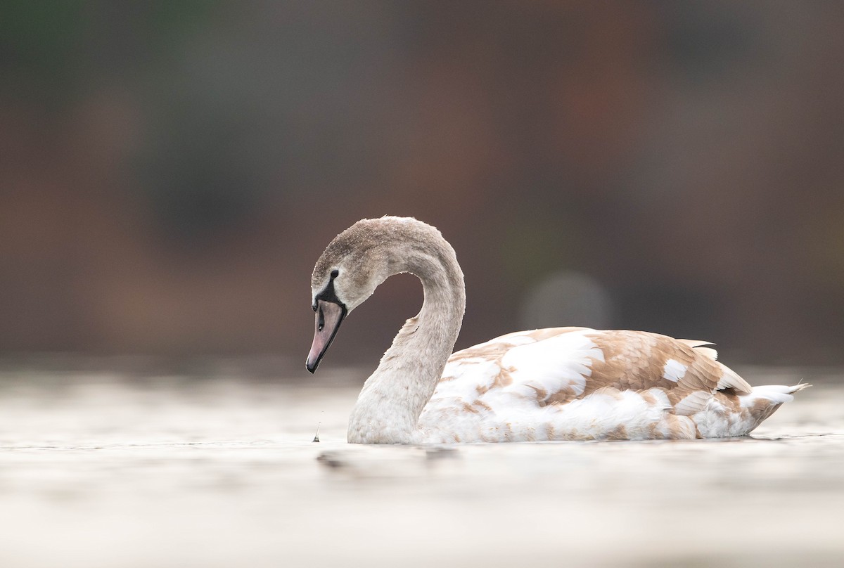 Mute Swan - ML644953072