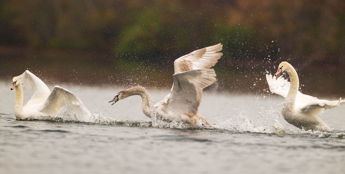 Mute Swan - ML644953073