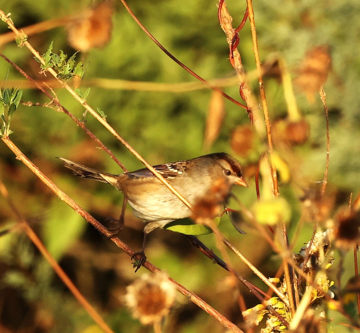 Bruant à couronne blanche - ML644953076