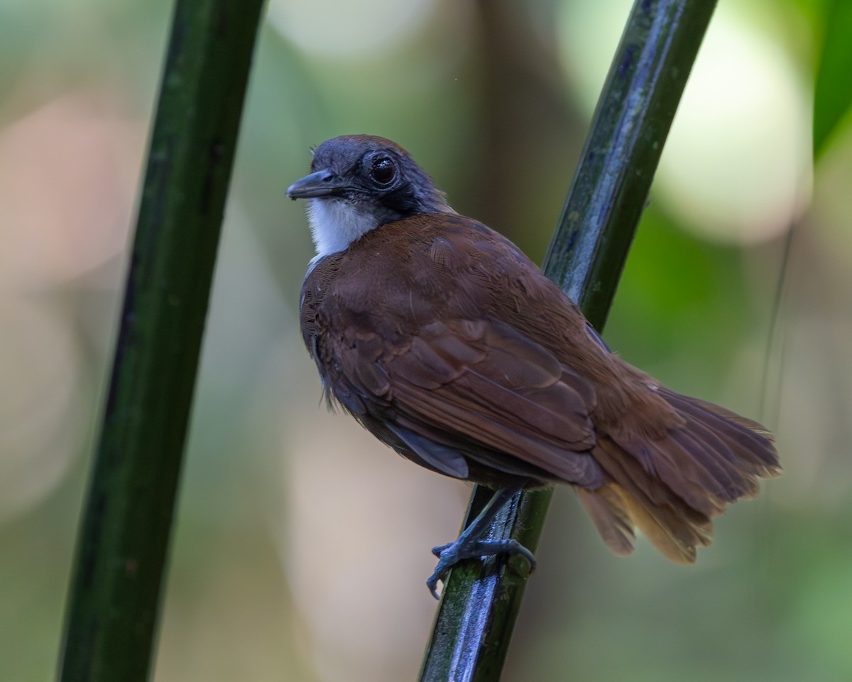 Bicolored Antbird - ML644953079