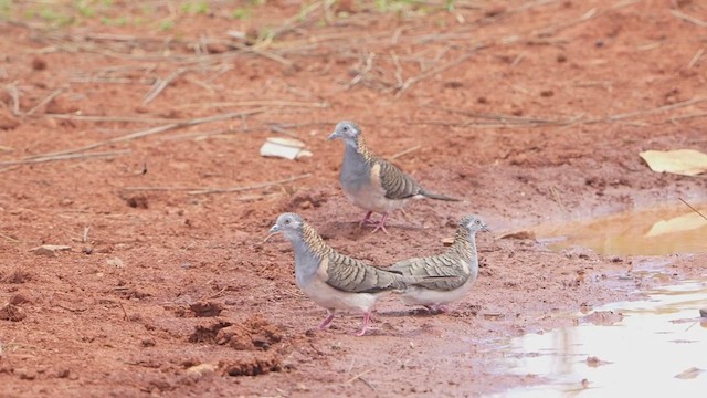 Yazılı Omuzlu Kumru - ML644953133