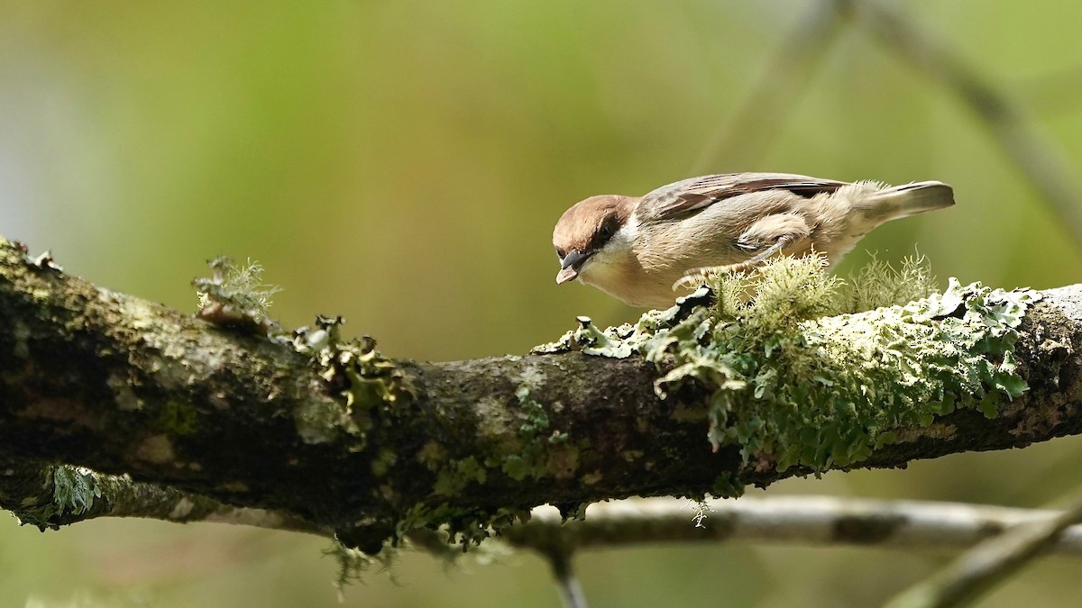 Буроголовый поползень - ML644953136