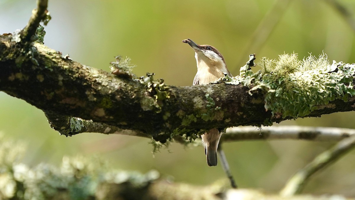 Буроголовый поползень - ML644953141