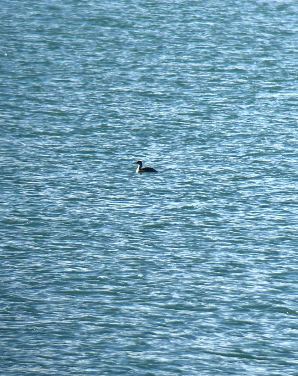 Red-necked Grebe - ML644953144