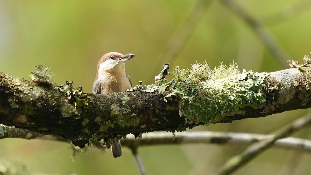 Буроголовый поползень - ML644953145
