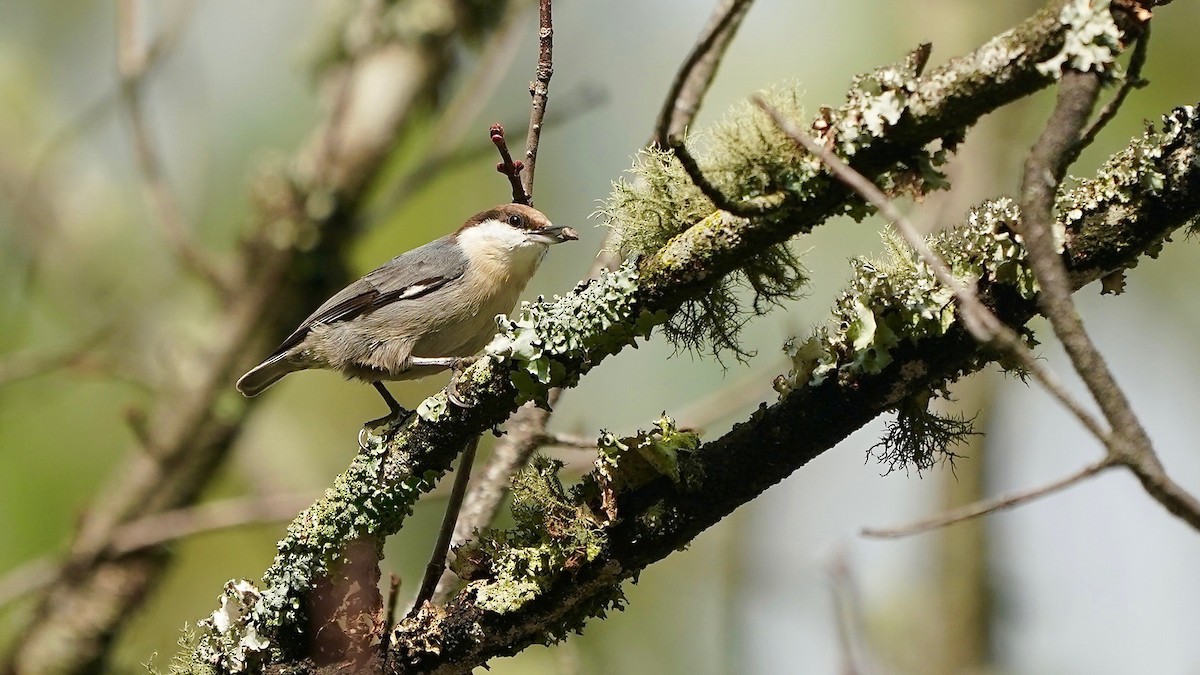 Буроголовый поползень - ML644953159