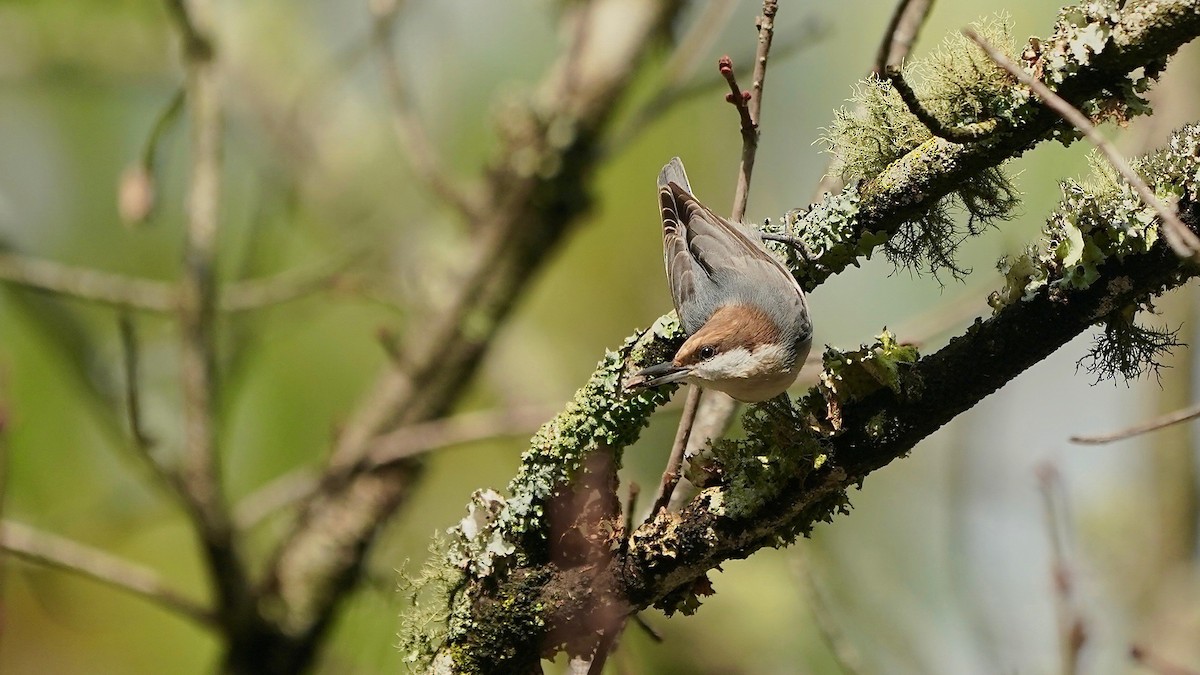 Буроголовый поползень - ML644953170