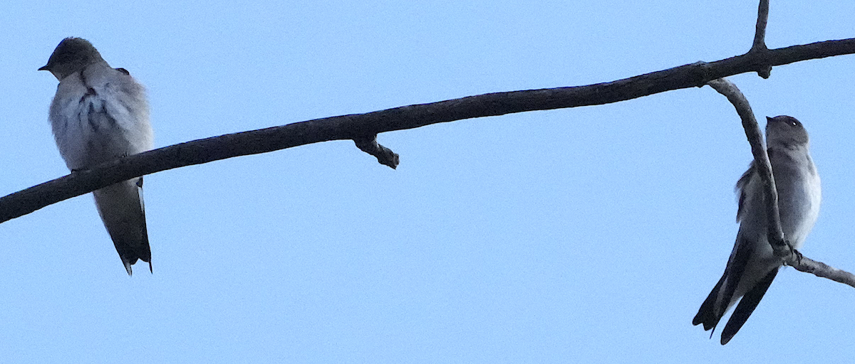 キタオビナシショウドウツバメ - ML644953173