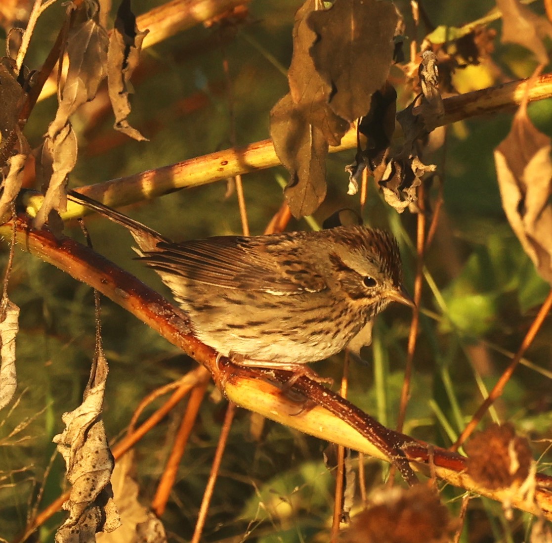 Bruant de Lincoln - ML644953190