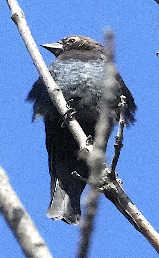 コウウチョウ - ML644953192