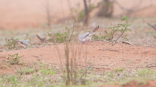 Uysal Kumru - ML644953200