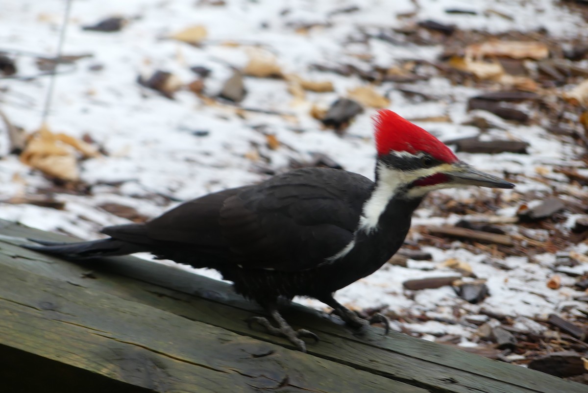 Pileated Woodpecker - ML644953203