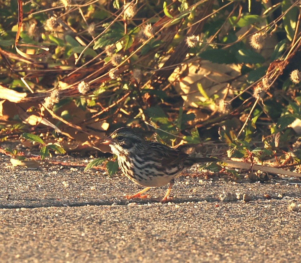 Bruant des prés - ML644953211