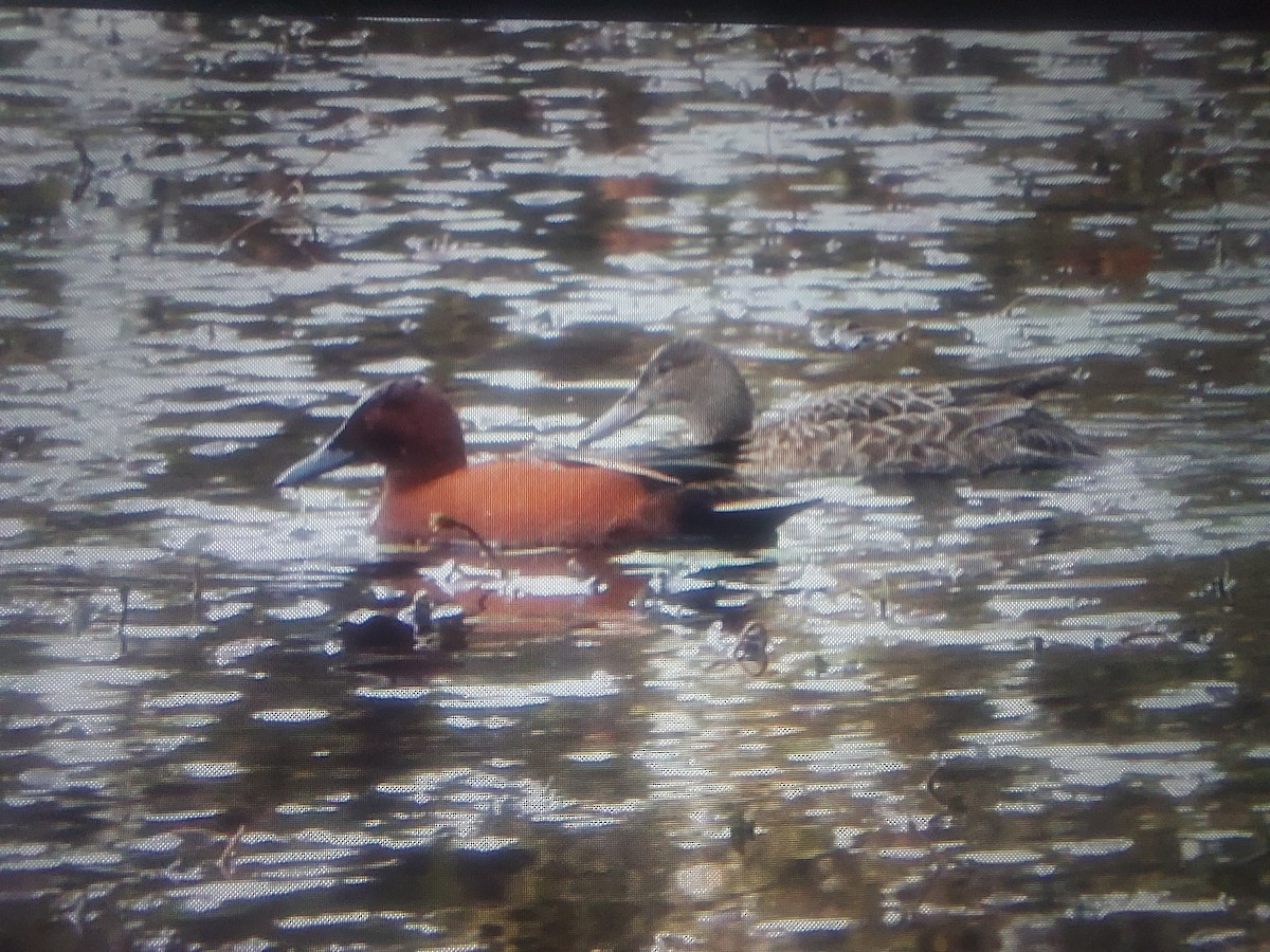 Cinnamon Teal - ML644953221