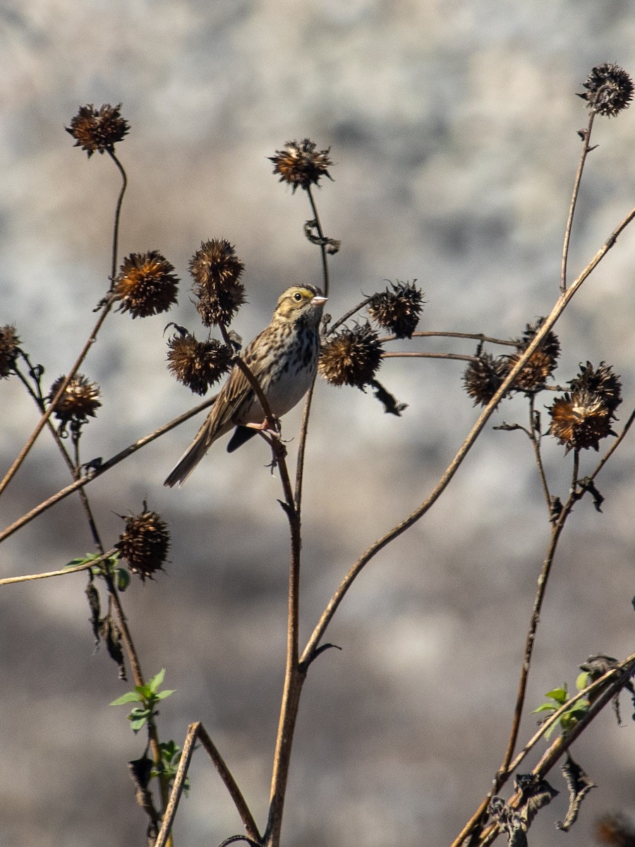Savannah Sparrow - ML644953222