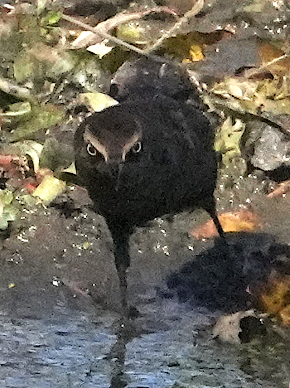 クロムクドリモドキ - ML644953232