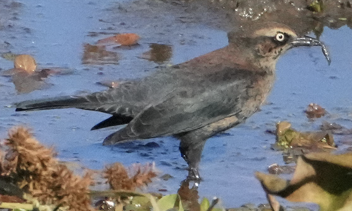 クロムクドリモドキ - ML644953233