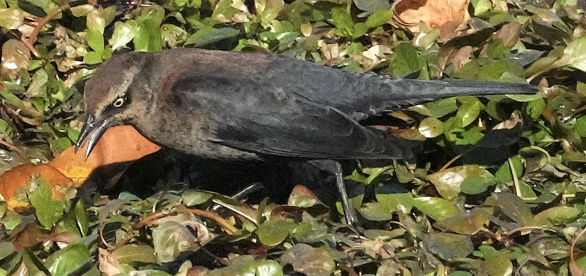 クロムクドリモドキ - ML644953234