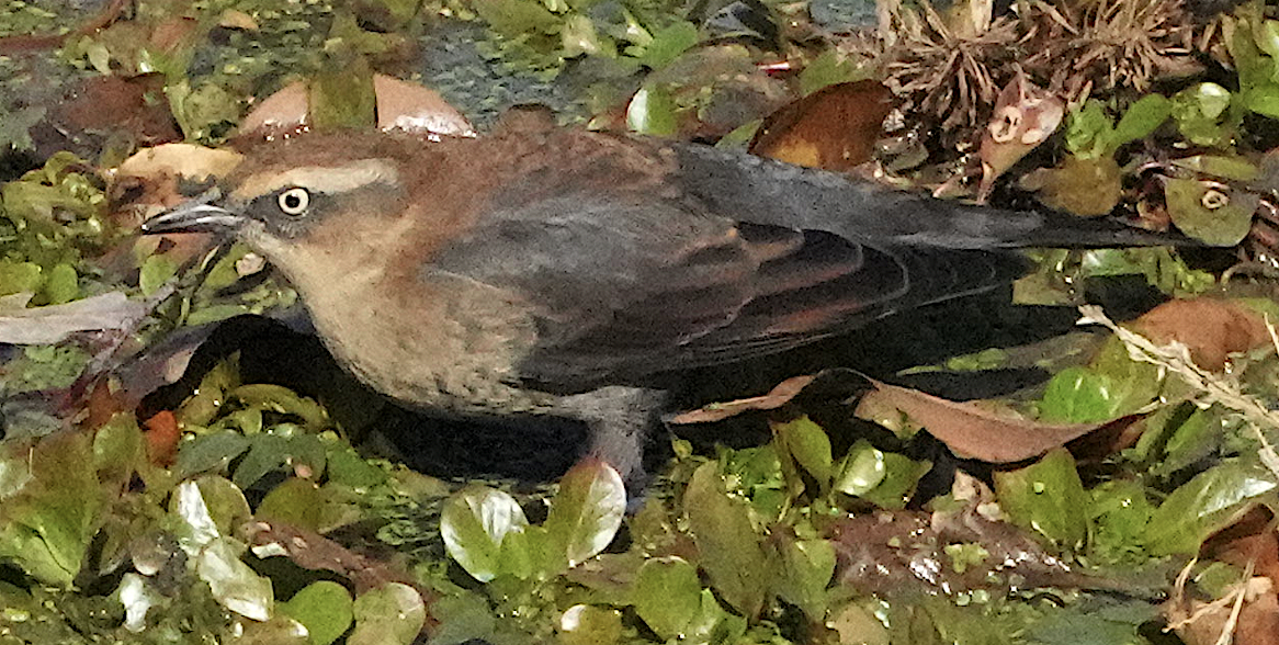 クロムクドリモドキ - ML644953235