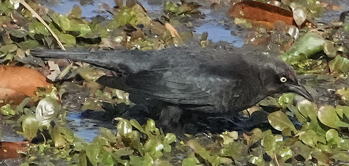 クロムクドリモドキ - ML644953236