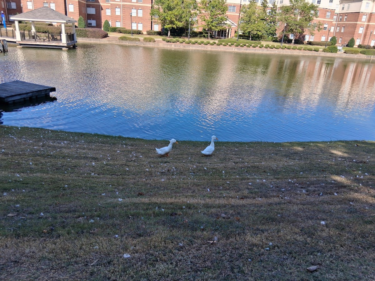 Mallard (Domestic type) - ML644953255