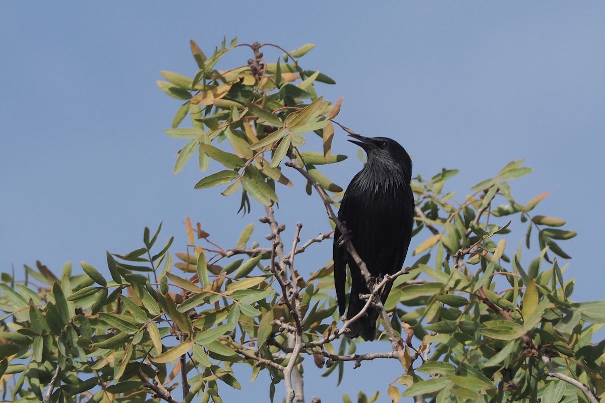 זרזיר שחור - ML644953283