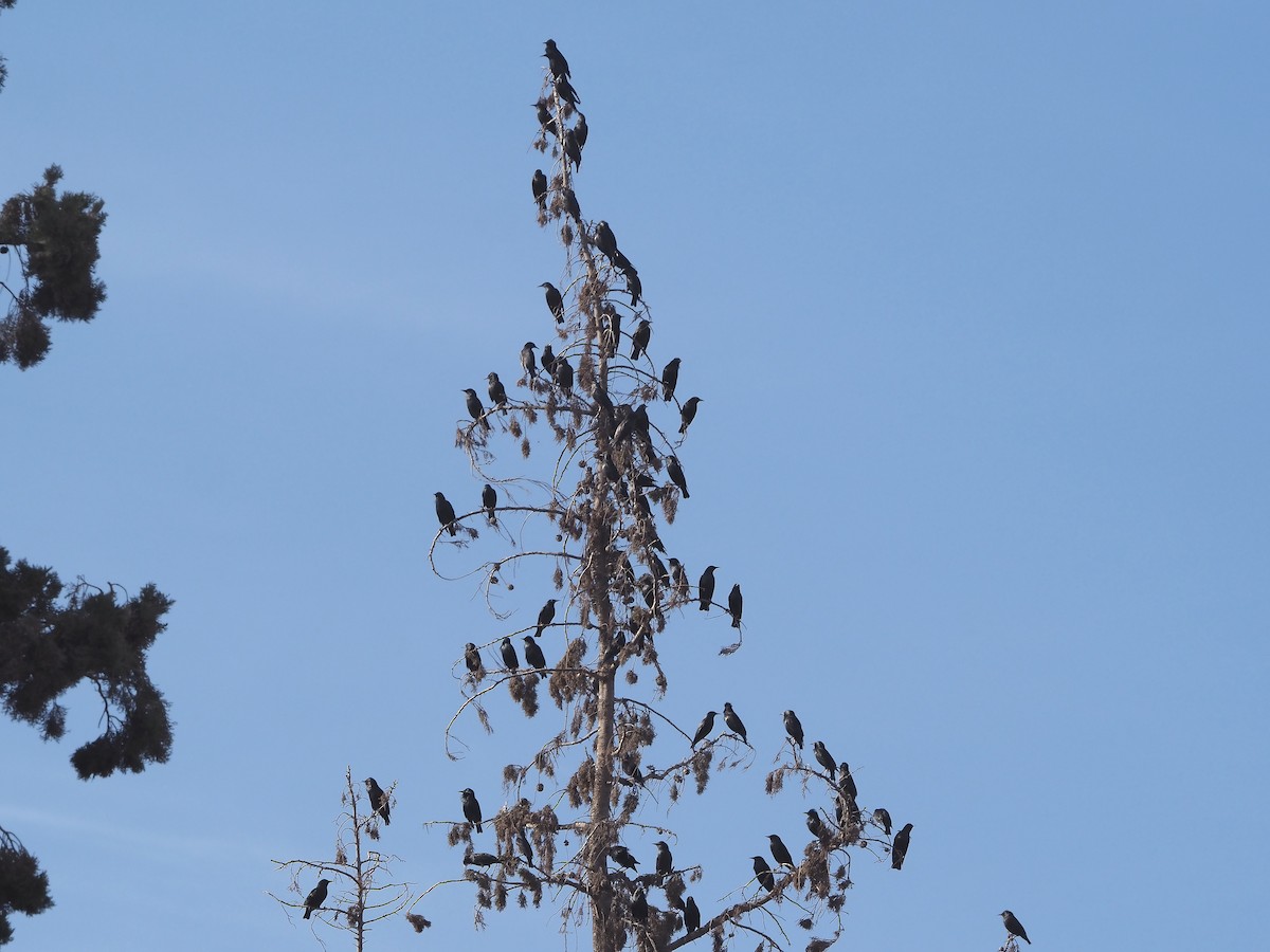 זרזיר שחור - ML644953284