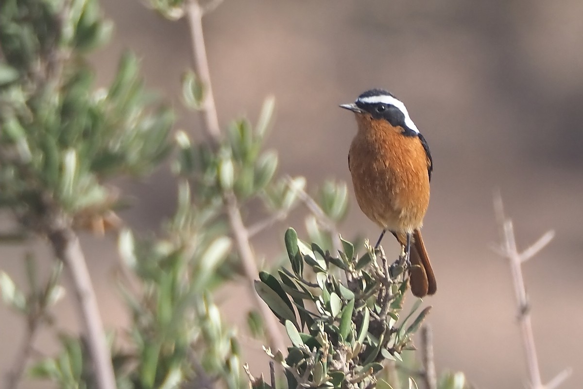 Moussier's Redstart - ML644953295
