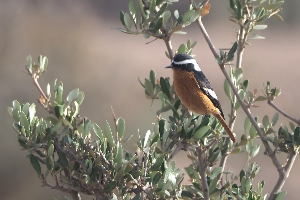 Moussier's Redstart - ML644953296