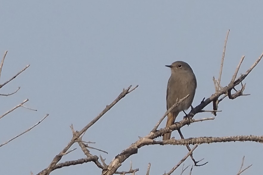 Black Redstart - ML644953310