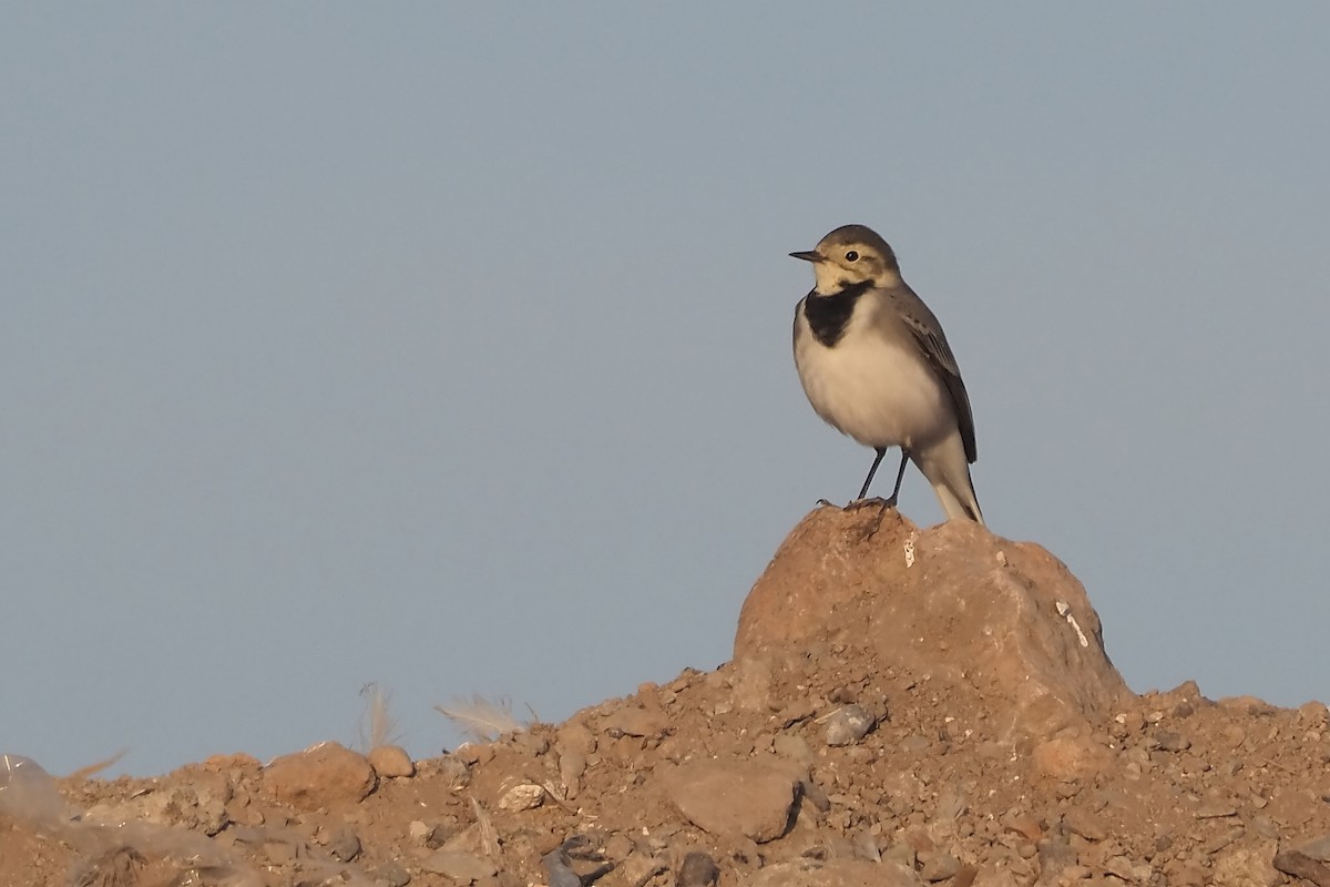 White Wagtail - ML644953331