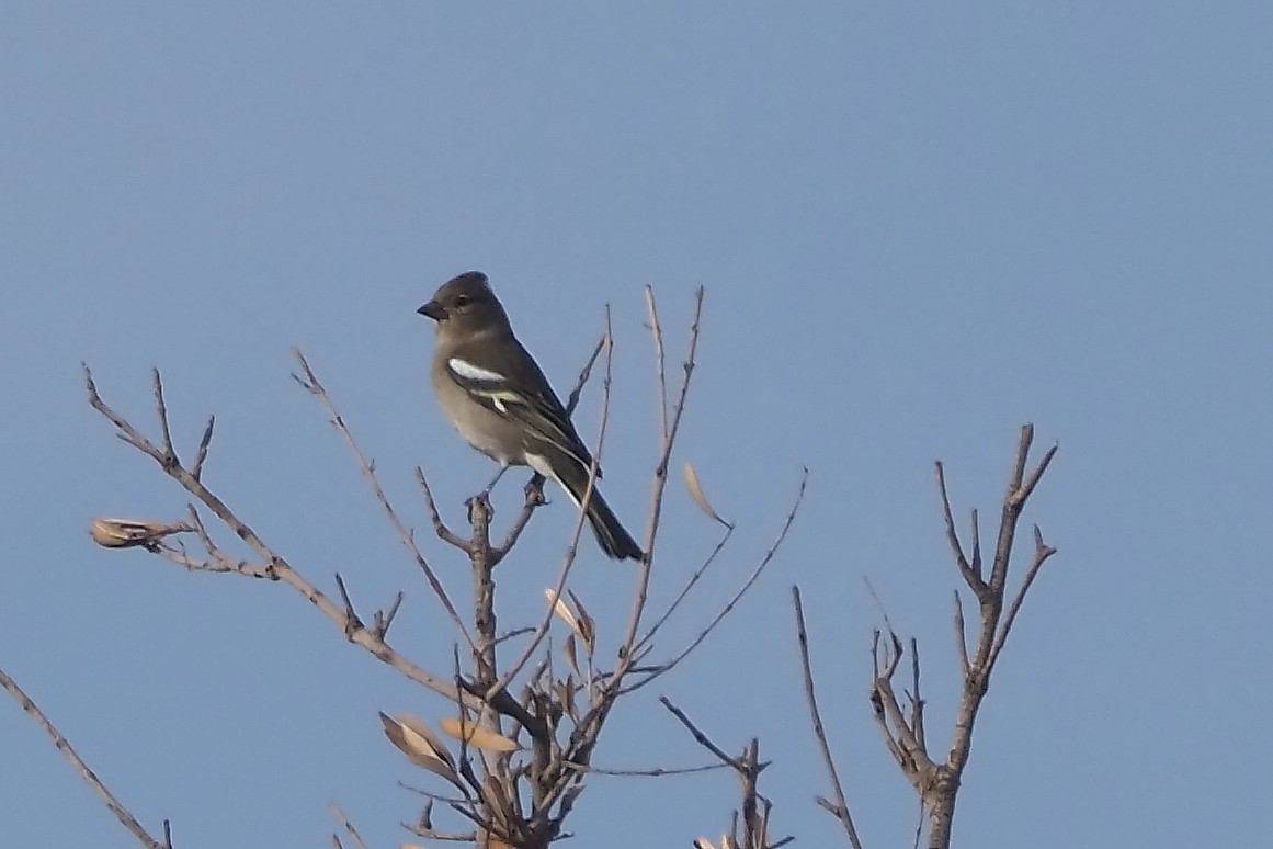 African Chaffinch - ML644953341