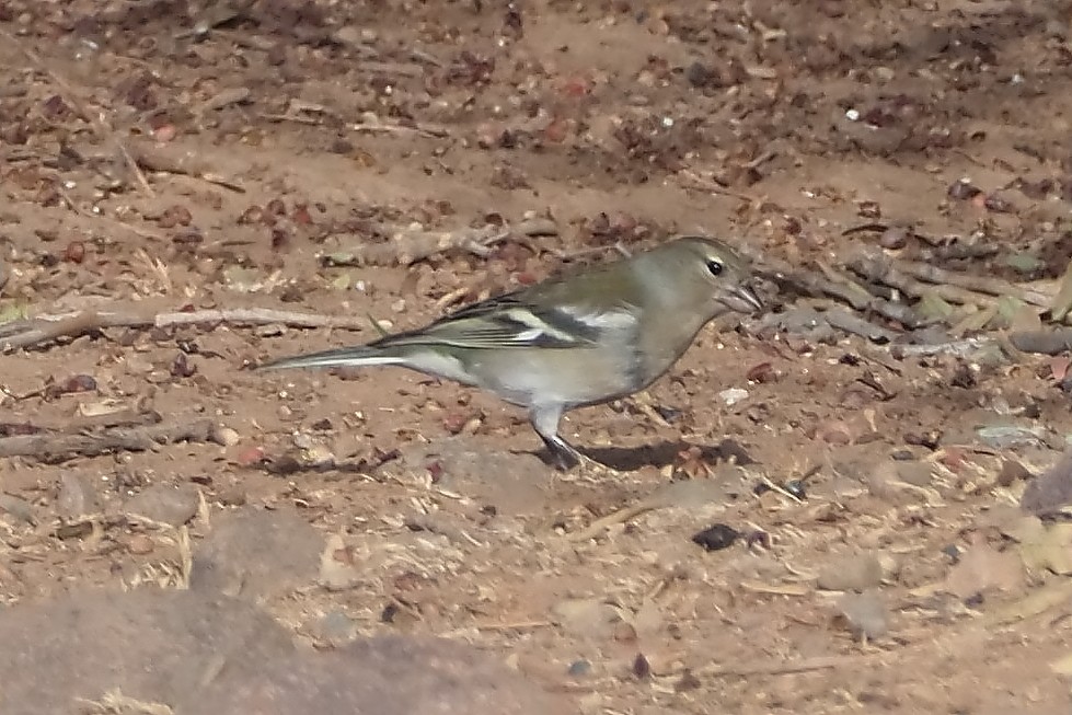 African Chaffinch - ML644953342